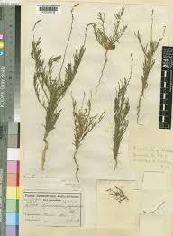 Image result for Lophiocarpaceae