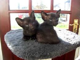It maintains the modern siamese head and body type but appears in a wide range of. Black Oriental Kittens Youtube
