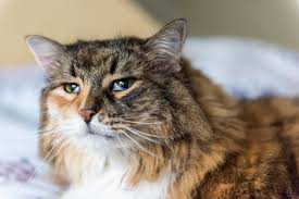 In a way, yes, you can indeed get rib cancer. All About Feline Leukemia Virus Felv Great Pet Care