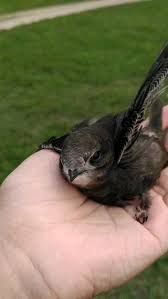 Результат пошуку зображень за запитом "стриж"