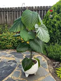Image result for Ficus conraui