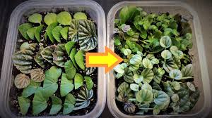 Fungicides are pesticides that prevent, kill, mitigate or inhibit the growth of fungi on plants, but they are not effective against bacteria, nematodes, or viral diseases. Neem Oil Spray Organic Insecticide And Fungicide For Houseplants Youtube