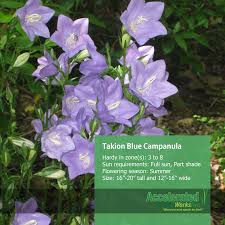 Takion Blue Campanula Yard Project Campanula Perennials