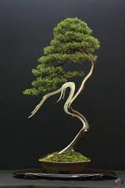 2916 central st, evanston, il 60201. Bonsai Tree 25 Awesome Bonsai Cafe Evanston Images