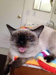 Stormhaven Mapuana Kani Kai Ryo Talking Siamese Cats Cat Lady Starter Kit Cats