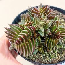 Image result for Crassula capitella