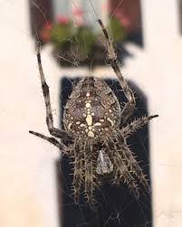 Spider Wald Netz Spinne Nature Naturelovers Naturaleza Natureoninstagram Garten Jardin Lordsofnature Nature Sussestierche Spider