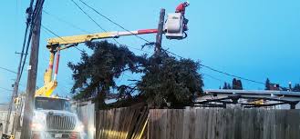 B.C.’s Cariboo Region Faces Widespread Power Outages After Fierce Wind Storm