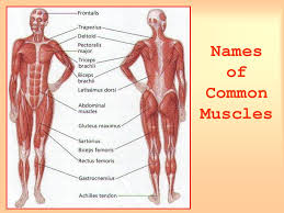 Pick the muscle you want to focus on, and the site has a list of exercises for. Afrika Zenklas Miestas Leg Muscles Names Yenanchen Com