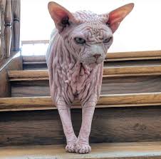We are a licensed cattery with tica/cfa the most distinctive feature of the sphynx cat is its appearance of hairlessness. Photos Sphynx Cat Goes Viral For His Terrifying Glare Insider