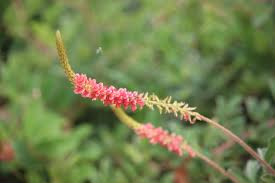 Image result for Indigofera hirsuta
