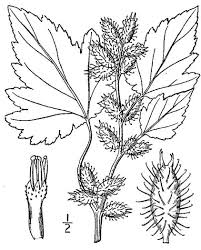 Image result for Xanthium