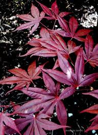 An improved bloodgood that has more vigorous growth and improved colour fastness. Japanese Maples The Garden Website Com