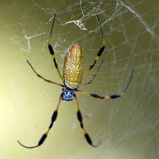 Black And Yellow Centipede North Carolina Banana Spider