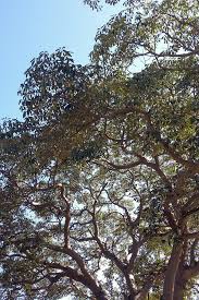 Image result for Schinziophyton rautanenii