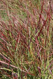 Garten Ruten Hirse Panicum Virgatum Hanse Herms Staudenbeet Kleine Vorgarten Pflanzen