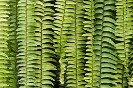 Image result for Nephrolepis biserrata