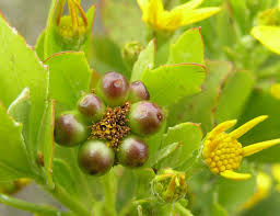 Image result for Chrysanthemoides monilifera