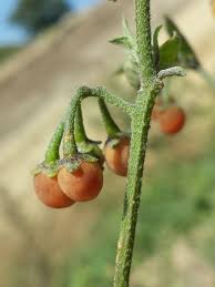 Image result for Solanum villosum