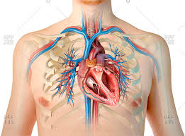 Each pair is numbered based on their attachment to the sternum, a bony process at the front of the rib cage which serves as an anchor point. Rib Cage Stock Photos Offset