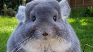 Check out our chinchilla pet selection for the very best in unique or custom, handmade pieces from our play furniture shops. Petition Australian Government Department Of Environment Energy Get Pet Chinchillas In Australia Change Org