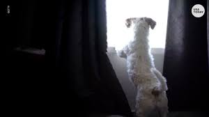 Learn how to become a professional dog groomer! The Barefoot Groomer Starts New Life In Booneville