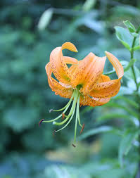 Lilies are a broad family. Types Of Lilies Asiatics Orientals Trumpets And More Longfield Gardens