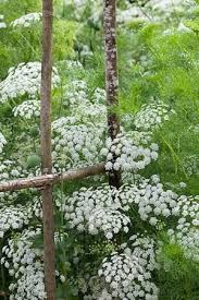The most common white flowers filler material is plastic. Ammi Majus Plants White Flowers Planting Flowers