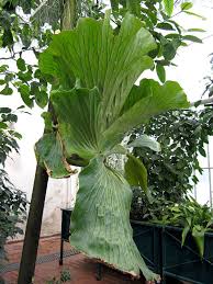 Image result for Platycerium elephantotis