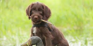 Stunning german shorthaired pointer puppies kc registered mum will be seen with puppies. Pudelpointer Puppy Picture Hunting Dogs Breeds Dog Breeds Dogs