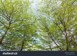 Image result for Terminalia boivinii