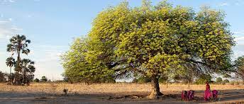 The doum palm is an indigenous tree in kenya which produces edible fruit. Marula Tree Aurum Africa