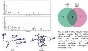 Image result for Multidentia crassa