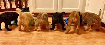 Maybe you would like to learn more about one of these? Pets For Adoption At Wiggly Tails Dog Rescue In Eugene Or Petfinder