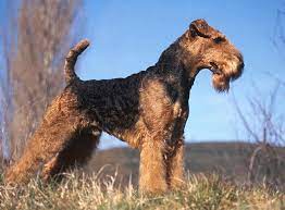 You'll discover why adding a new pup to your family is a great choice. Airedale Terrier Im Rasseportrait Zooroyal Magazin