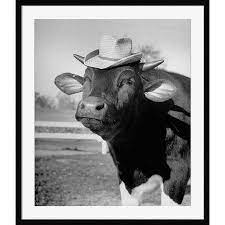 Urban outfitters is a lifestyle retailer dedicated to inspiring customers through a unique combination of product, creativity and cultural understanding. A Trained Cow Wearing A Hat Framed Giclee Print Wearing A Hat Cow Photographic Print