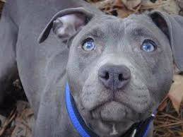 Grey and white pitbull with blue eyes. 19 Dog Breeds With Blue Eyes Huskies Weirmaraners And More