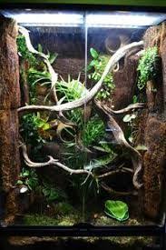 Crested Gecko Enclosure Ideas Google Search Gecko Terrarium Crested Gecko Habitat Crested Gecko