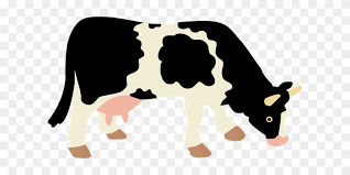 Glycolysis can begin with or without the intake of oxygen by the cell. Cow Milk Tur Economy Animal Home Dairy Cow Cellular Respiration In A Cow Free Transparent Png Clipart Images Download