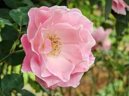 They are used to convey messages of god's comfort as well as messages of the. 22 Different Types Of Roses For Your Yard Home Stratosphere