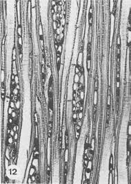 Image result for Balthasaria