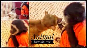 نظرات و استغراب زيتونه Animal Lover Animals Movie Posters