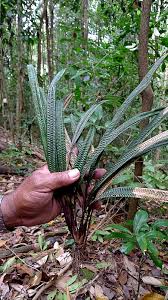 Image result for Hypolytrum