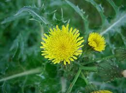 Image result for Sonchus friesii