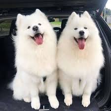 Want a puppy, but aren't sure which puppy? Samoyed Puppies For Sale Best Prices Pet Service San Diego California 19 Photos Facebook