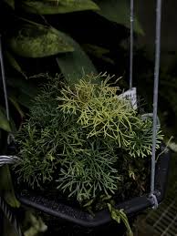 Image result for Elaphoglossum kuhnii