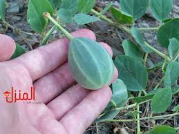 عشبة البرجس وما تعرفه عنها