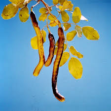 Image result for Bobgunnia madagascariensis