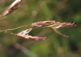 Image result for Deschampsia cespitosa