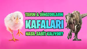 Tavuklarda Kafa Stabilizasyonu Ve Dinozorlarla Evrimsel Akrabalik Youtube